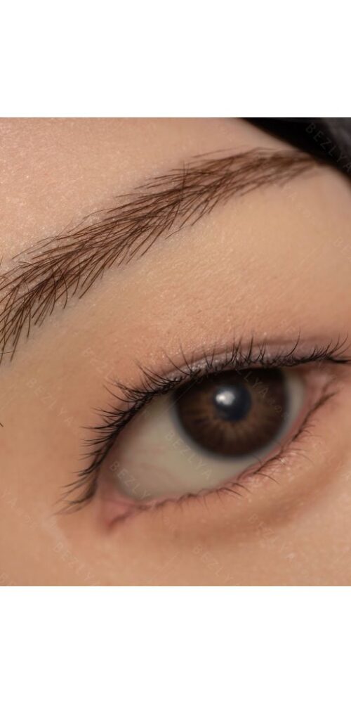 begonia estudiante 20 163 begonia hybrid 0155 bezlya 17